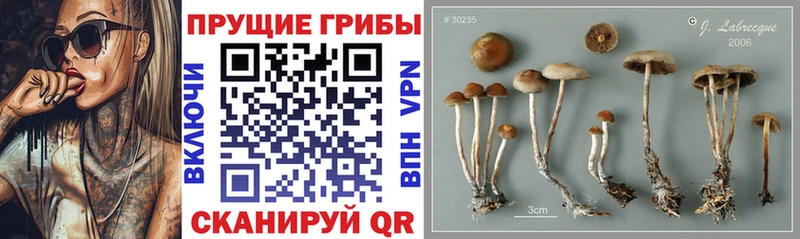 Псилоцибиновые грибы Magic Shrooms  Купить закладки  Лесозаводск 